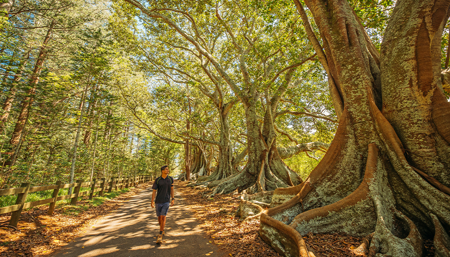 100 Acre Trees, Norfolk Island